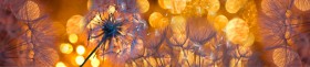 Кухонный фартук Мерцание Одуванчики золотистые 3 серебро в Омске - omsk.katalogmebeli.com | фото